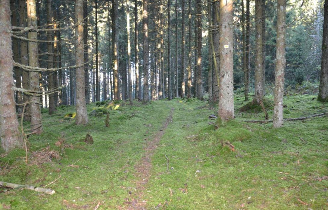 Living Timeless- Black Forest Style- Schoenwald Exteriör bild