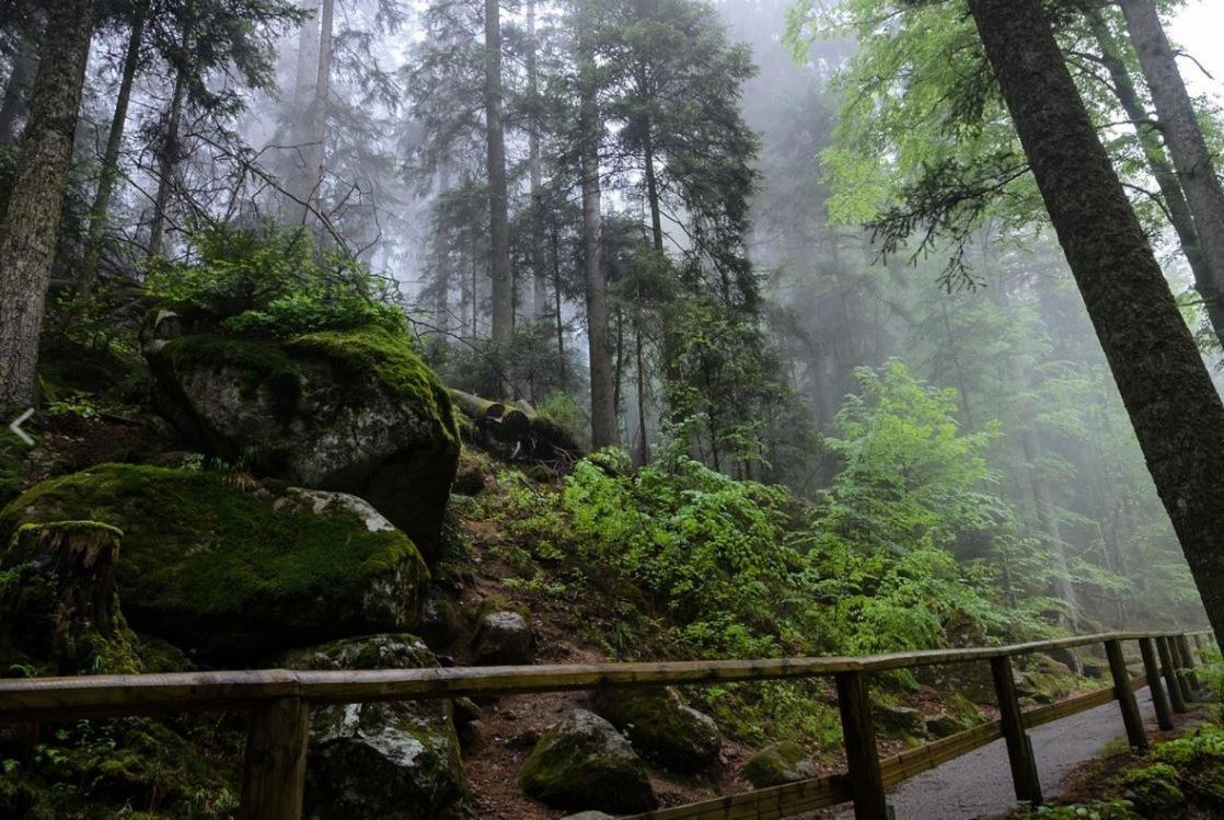 Living Timeless- Black Forest Style- Schoenwald Exteriör bild